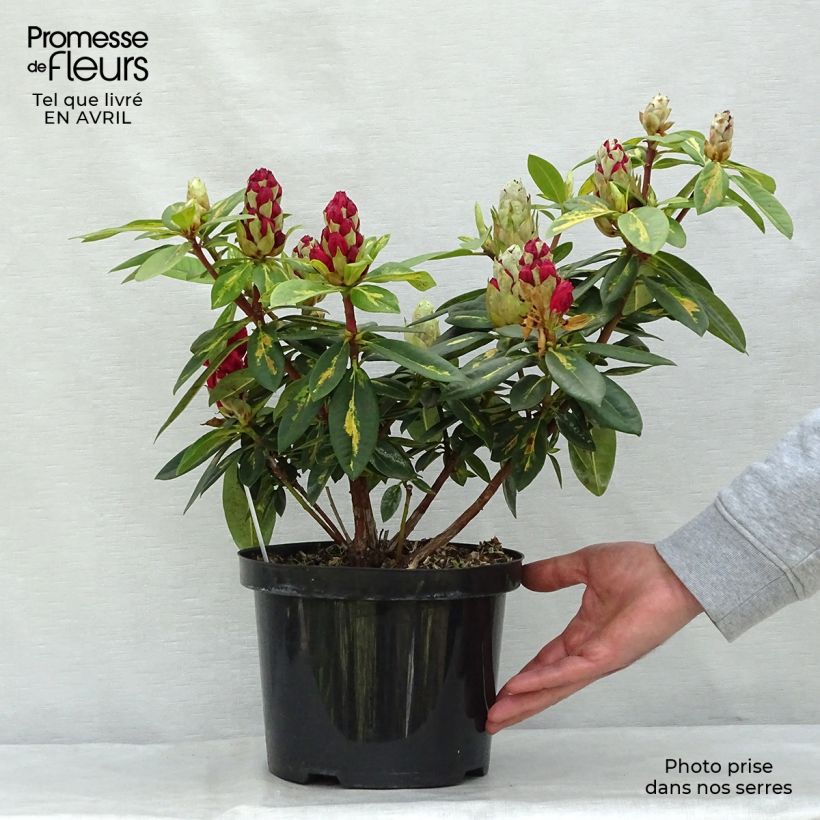 Spécimen de Rhododendron Président Roosevelt - Grand Rhododendron Pot de 4L/5L tel que livré au printemps
