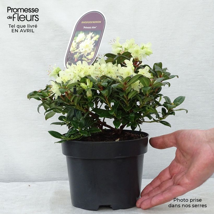 Spécimen de Rhododendron Princess Anne - Rhododendron nain Pot de 2L/3L tel que livré au printemps