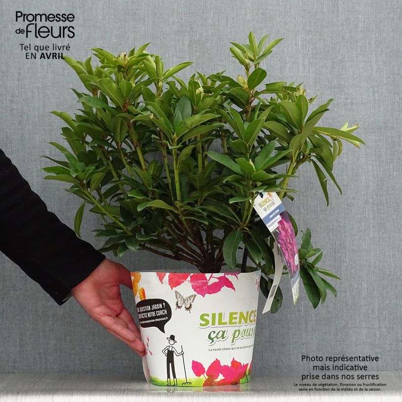Spécimen de Rhododendron Red Eye Pot de 4L/5L tel que livré au printemps