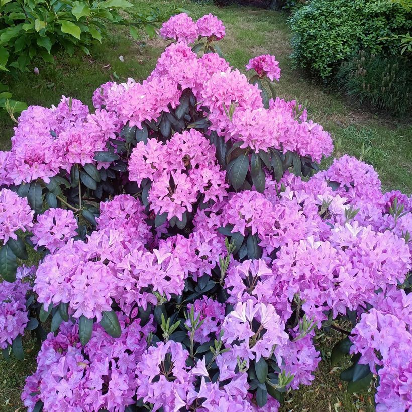 Rhododendron Roseum Elegans - Grand rhododendron (Port)