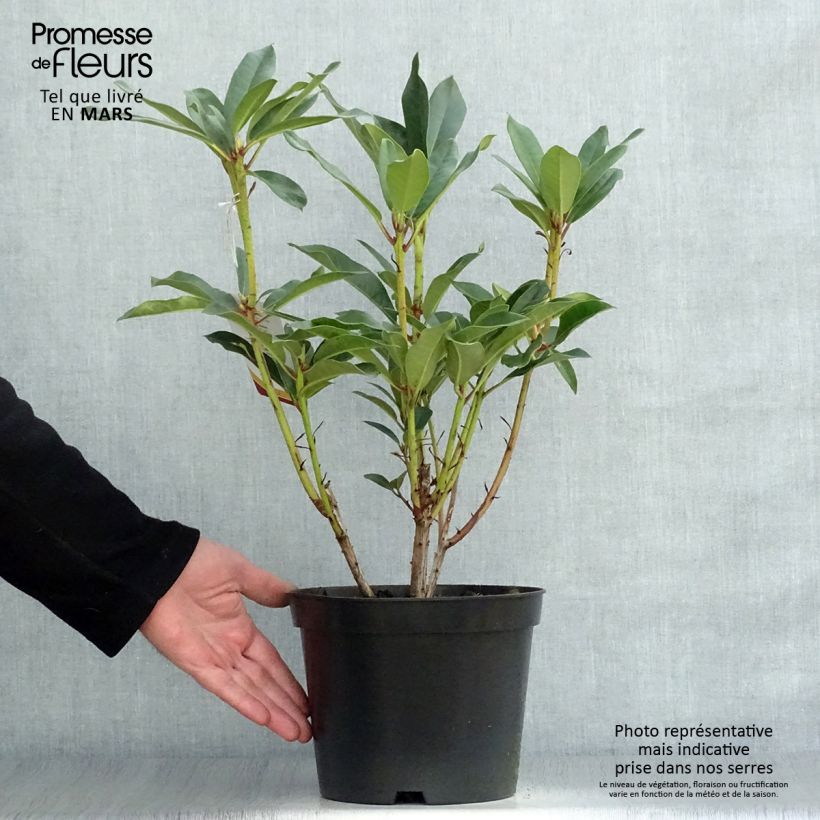 Spécimen de Rhododendron Sappho Pot de 4L/5L tel que livré au printemps