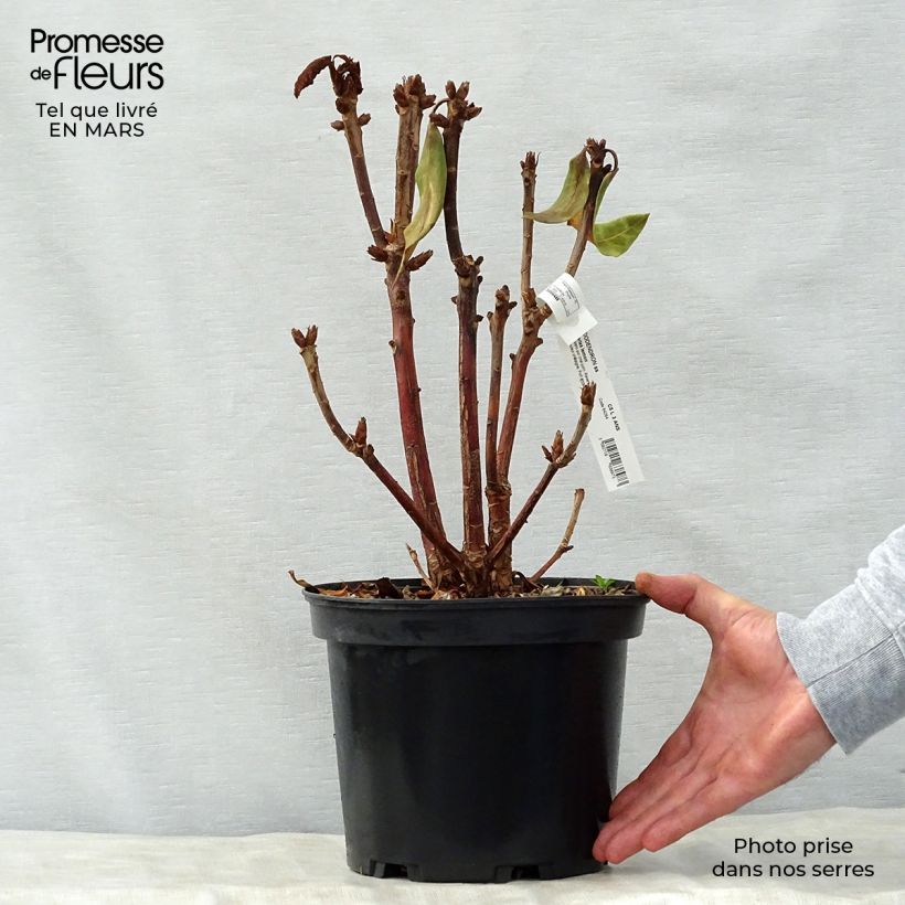 Spécimen de Rhododendron Sir Charles Lemon - Grand rhododendron. Pot de 4L/5L tel que livré au printemps