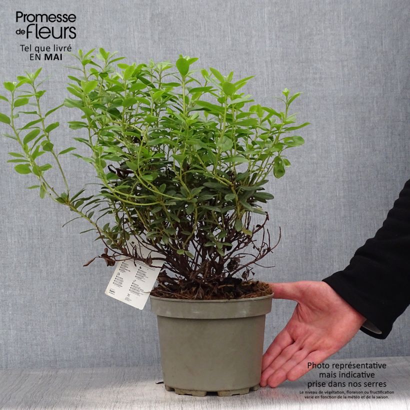 Spécimen de Rhododendron Snipe Pot de 2L/3L tel que livré au printemps