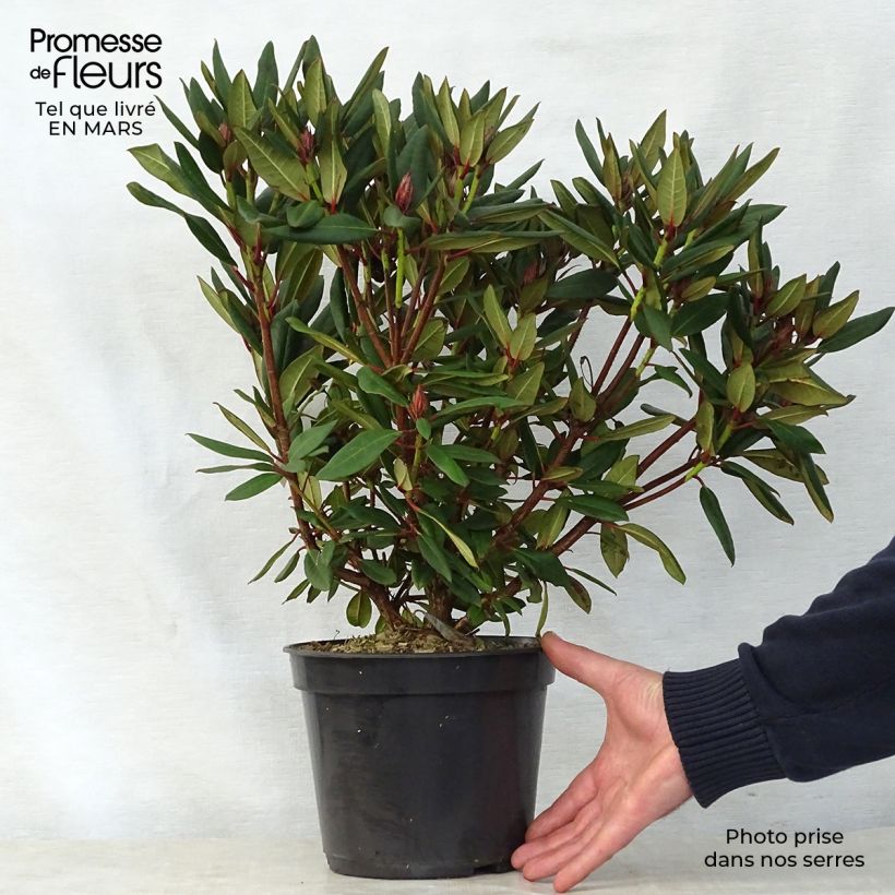 Spécimen de Rhododendron Winsome - Rhododendron nain Pot de 3L/4L tel que livré au printemps