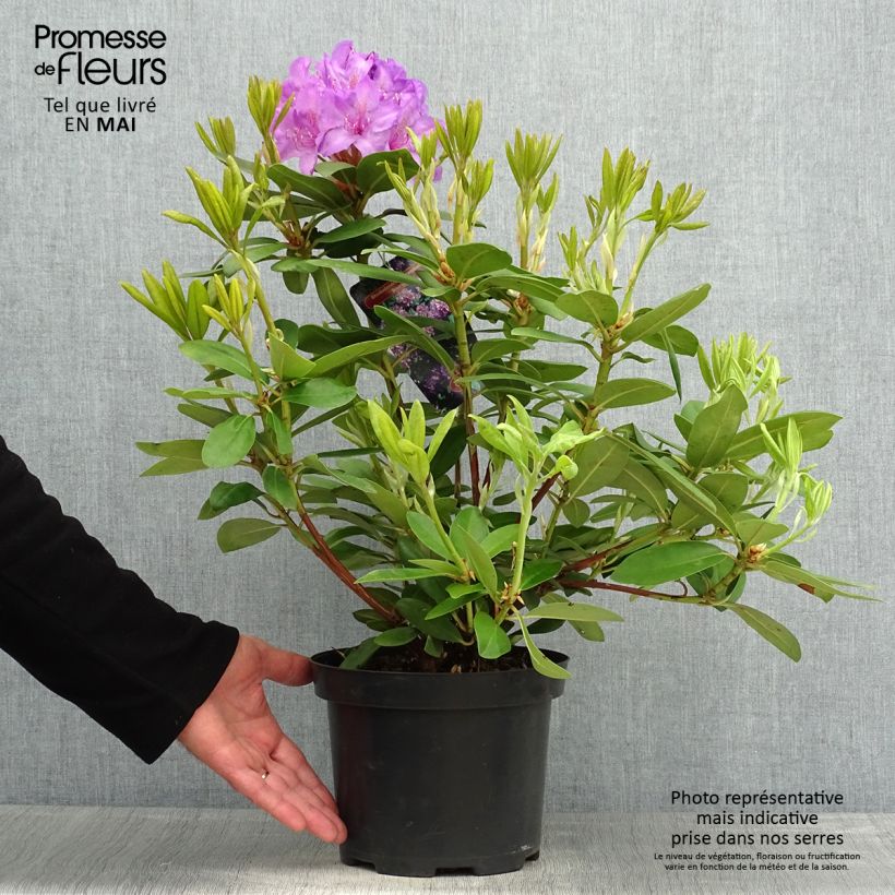 Example of Rhododendron catawbiense Boursault Pot de 4L/5L as you get in printemps