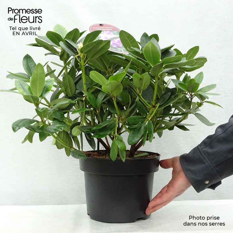 Example of Rhododendron catawbiense Grandiflorum - Grand rhododendron Pot de 4L/5L as you get in printemps