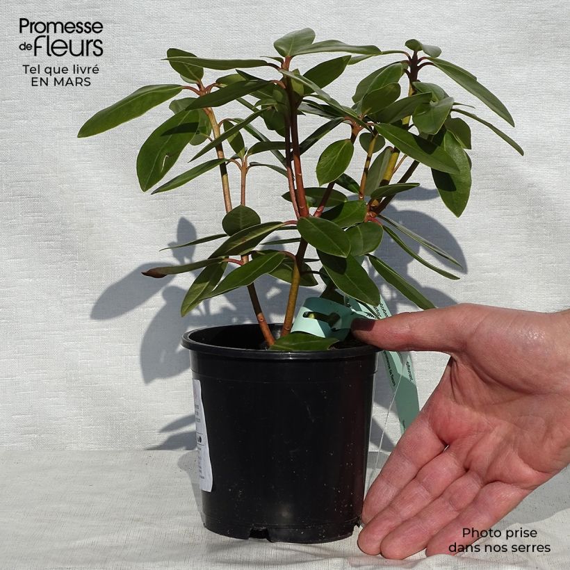 Example of Rhododendron catawbiense Grandiflorum - Grand rhododendron Pot de 12 cm / 13 cm as you get in printemps