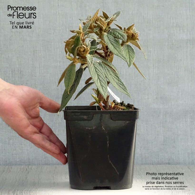 Spécimen de Rhododendron edgeworthii Pot de 3L/4L tel que livré au printemps