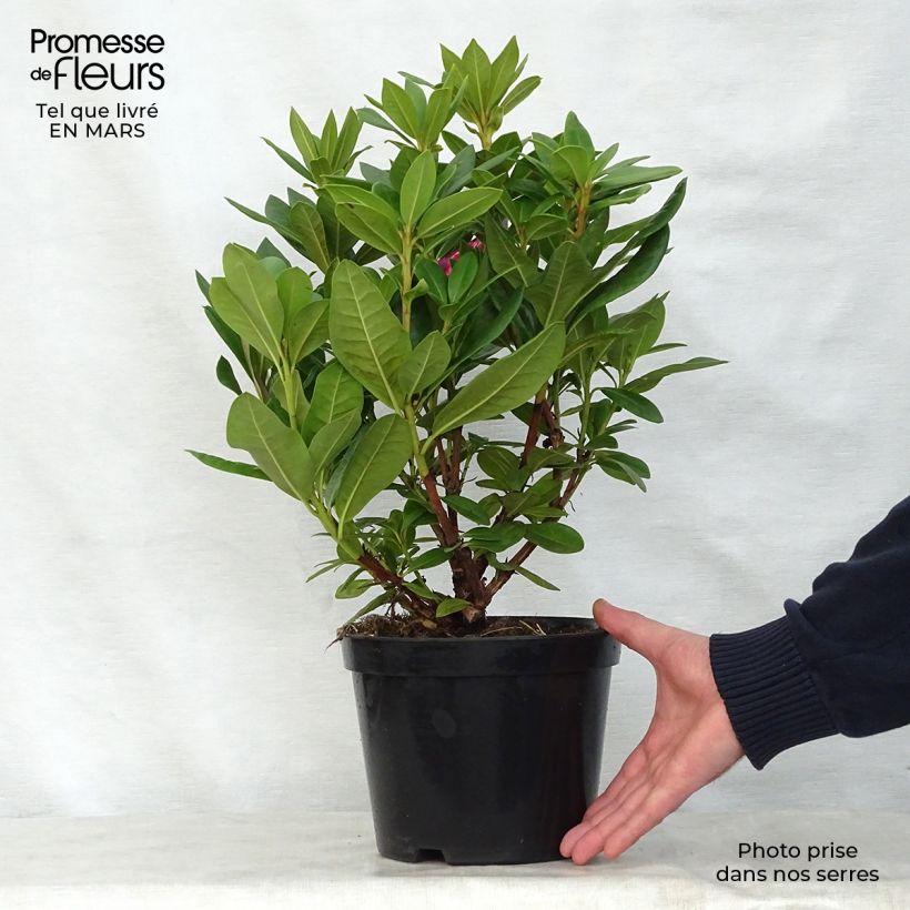 Spécimen de Rhododendron hybride Cosmopolitan Pot de 2L/3L tel que livré au printemps