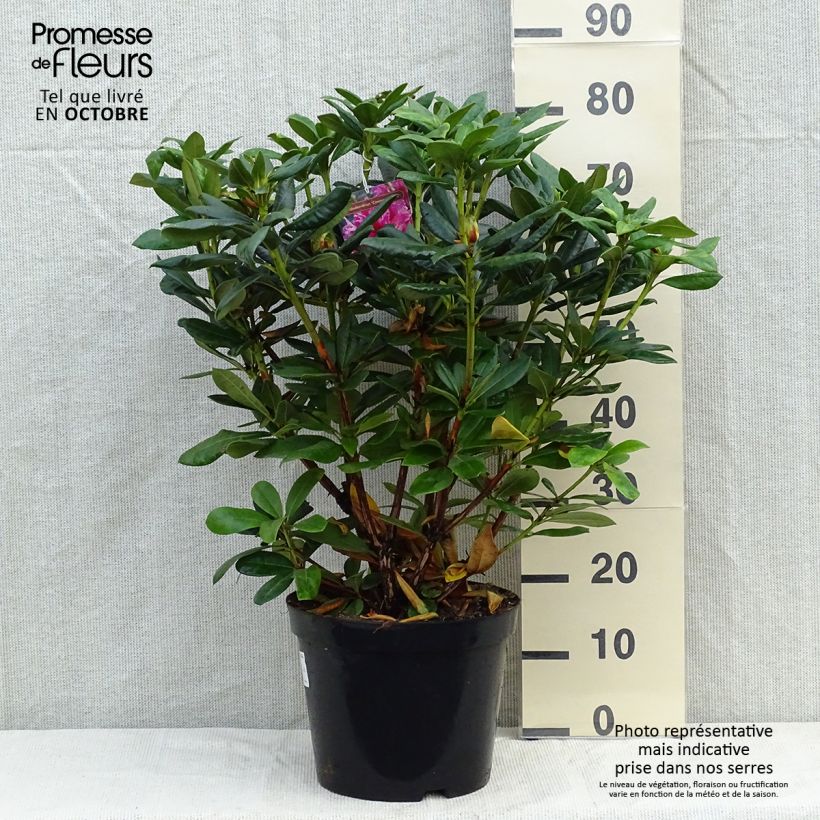 Spécimen de Rhododendron hybride Cosmopolitan Pot de 4L/5L tel que livré en automne