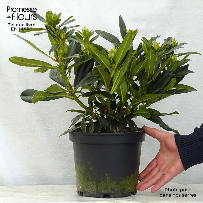 Spécimen de Rhododendron hybride Kabarett Pot de 4L/5L tel que livré au printemps