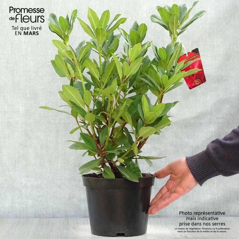 Spécimen de Rhododendron hybride Lord Roberts Pot de 4L/5L tel que livré au printemps