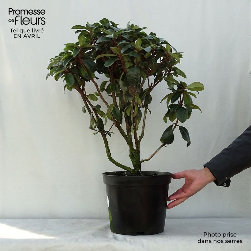 Spécimen de Rhododendron hybride Moser's Maroon Pot de 7,5L/10L tel que livré au printemps