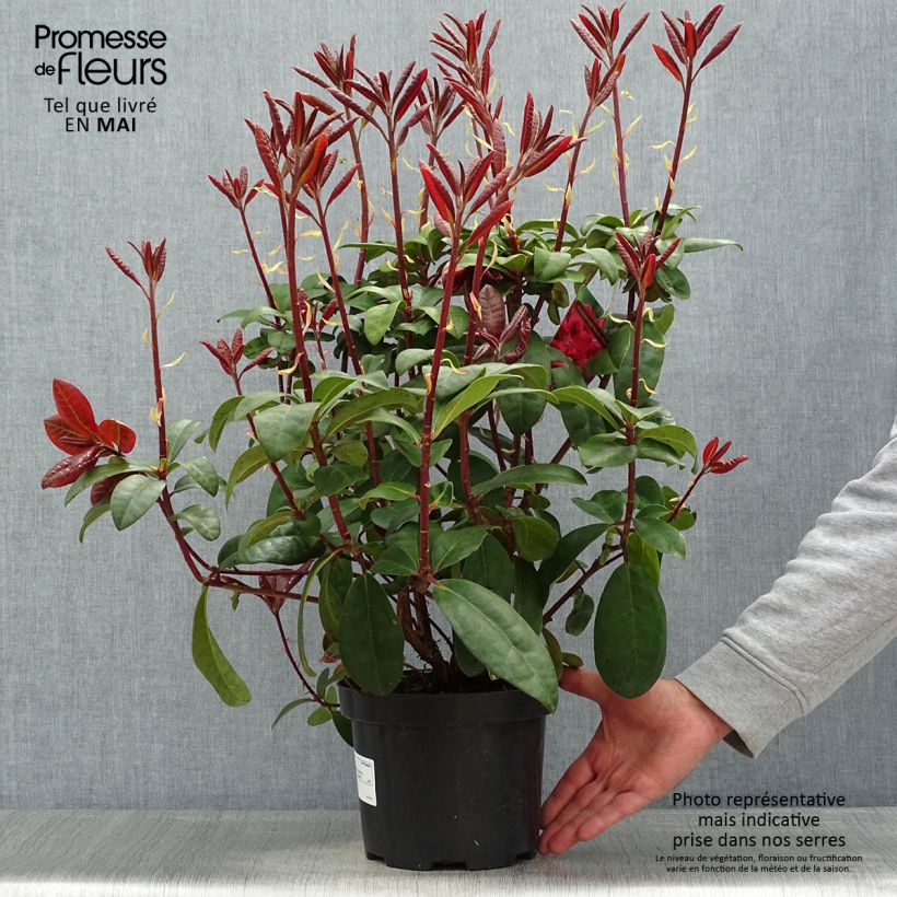 Spécimen de Rhododendron hybride Moser's Maroon Pot de 4L/5L tel que livré au printemps