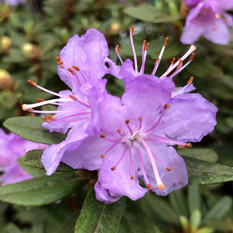 Rhododendron impeditum - Rhododendron nain (Flowering)