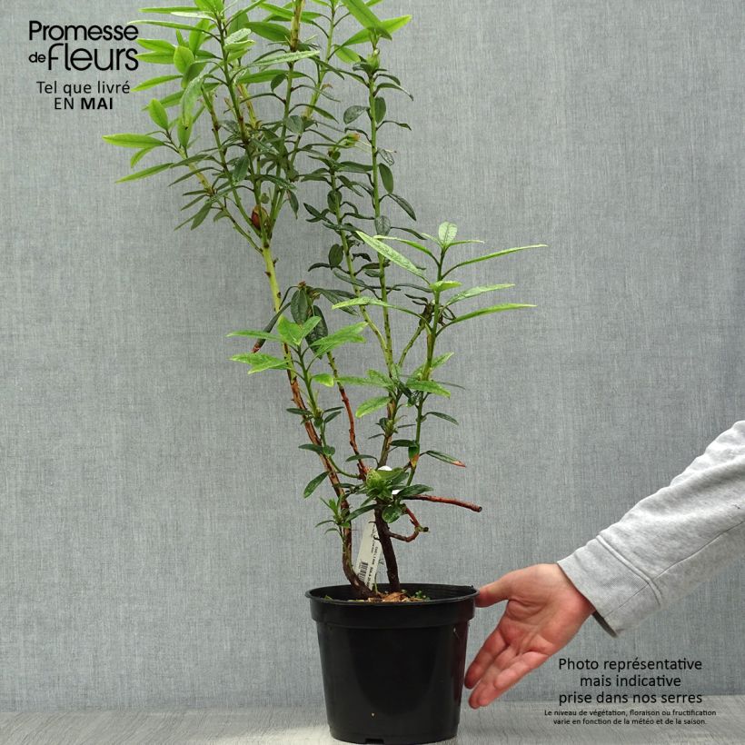 Spécimen de Rhododendron lindleyi - Grand rhododendron Pot de 4L/5L tel que livré au printemps