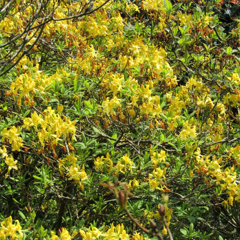 Azalée de Chine - Rhododendron luteum (Flowering)