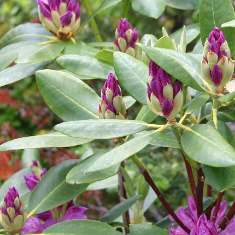 Rhododendron ponticum - Rhododendron pontique (Foliage)