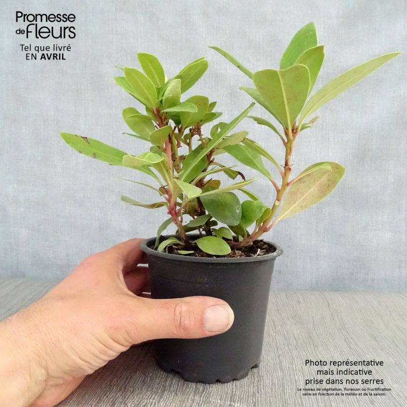 Example of Rhododendron ponticum - Rhododendron pontique Pot de 12 cm / 13 cm as you get in printemps