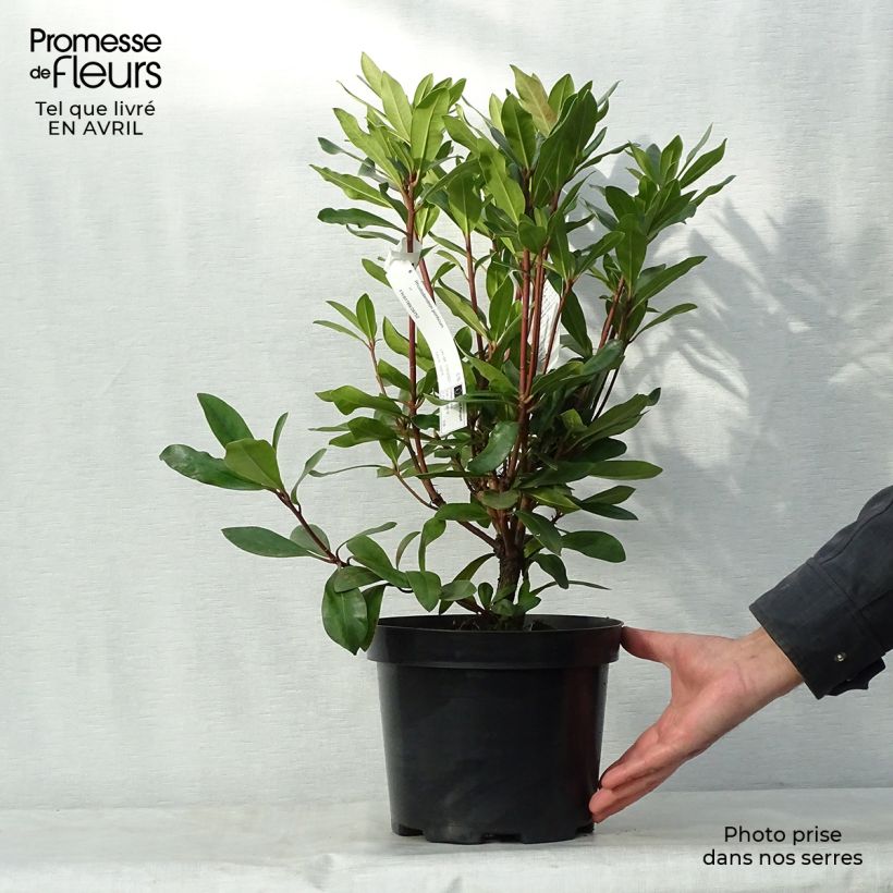 Example of Rhododendron ponticum - Rhododendron pontique Pot de 3L/4L as you get in printemps