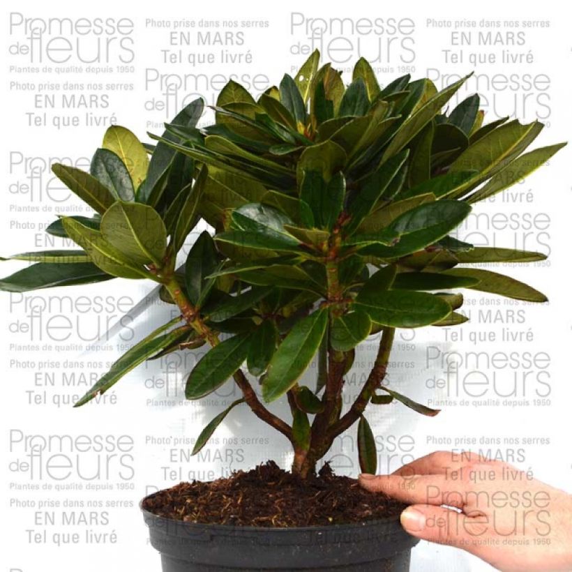 Exemple de spécimen de Rhododendron Unique Marmalade - Grand Rhododendron Pot de 4L/5L tel que livré