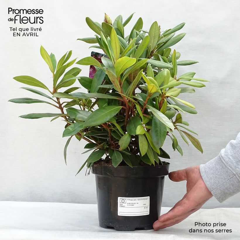 Spécimen de Rhododendron yakushimanum Caroline Allbrook - Rhododendron nain Pot de 2L/3L tel que livré au printemps