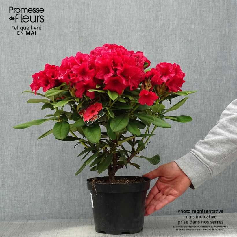 Spécimen de Rhododendron yakushimanum Dopey Pot de 2L/3L tel que livré au printemps