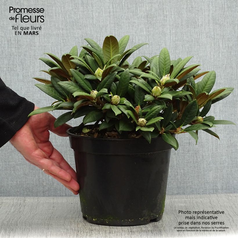 Spécimen de Rhododendron yakushimanum Grumpy - Rhododendron nain Pot de 3L/4L tel que livré au printemps