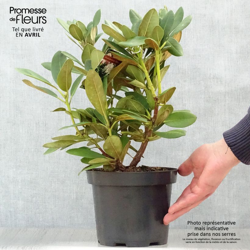 Spécimen de Rhododendron yakushimanum Silberwolke - Rhododendron nain Pot de 3L/4L tel que livré au printemps