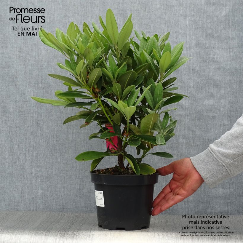 Spécimen de Rhododendron yakushimanum Sneezy Pot de 2L/3L tel que livré au printemps
