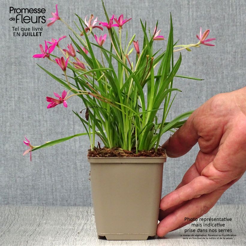 Spécimen de Rhodohypoxis Fairytale - Rhodoxis Godet de 8/9 cm tel que livré en été