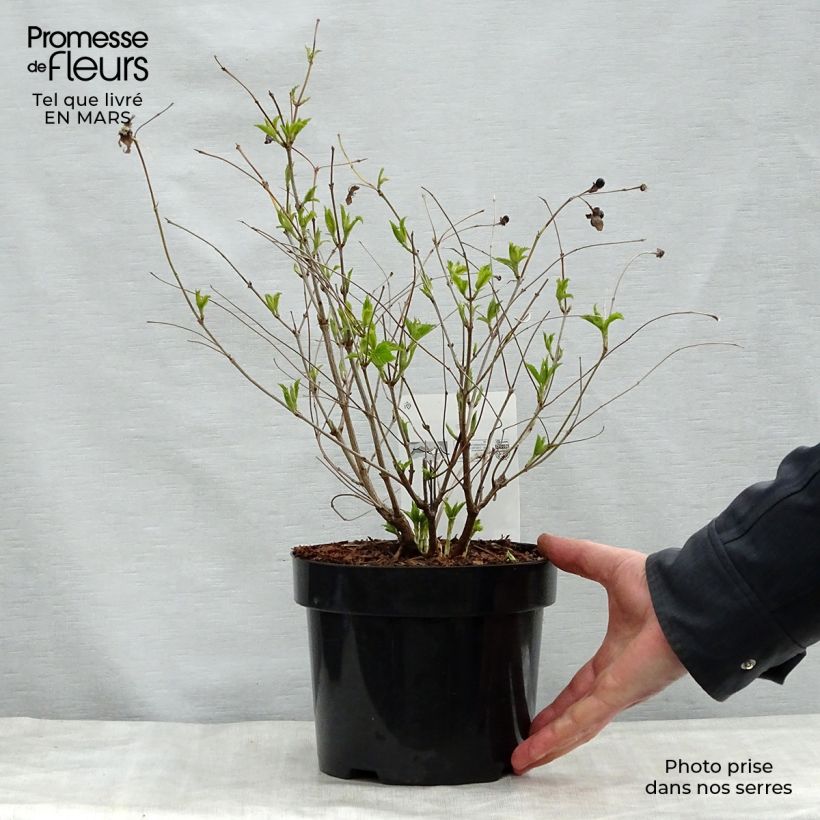 Spécimen de Rhodotypos scandens - Faux corète Pot de 3L/4L tel que livré au printemps