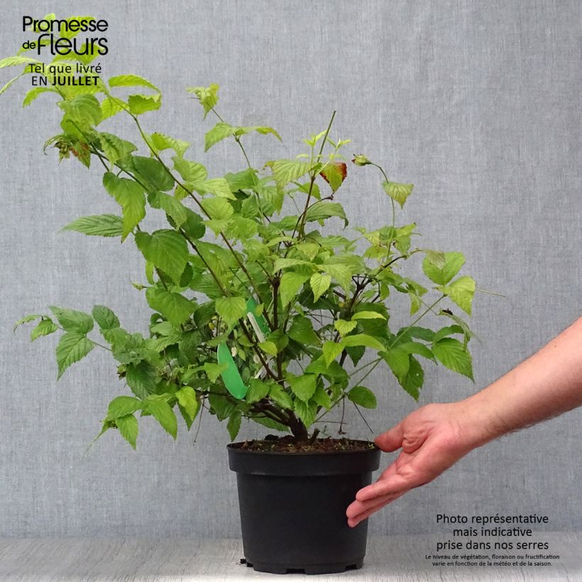 Spécimen de Rhodotypos scandens - Faux corète Pot de 3L/4L tel que livré en été