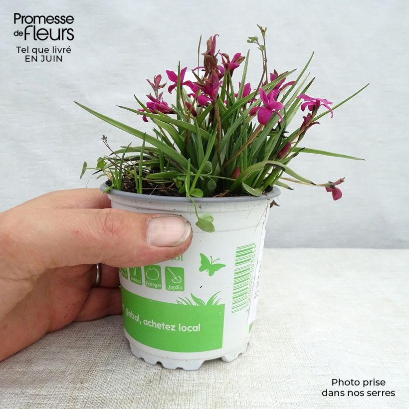 Spécimen de Rhodoxis hybride Beverly - Rhodohypoxis Pot de 1,5L/2L tel que livré en été