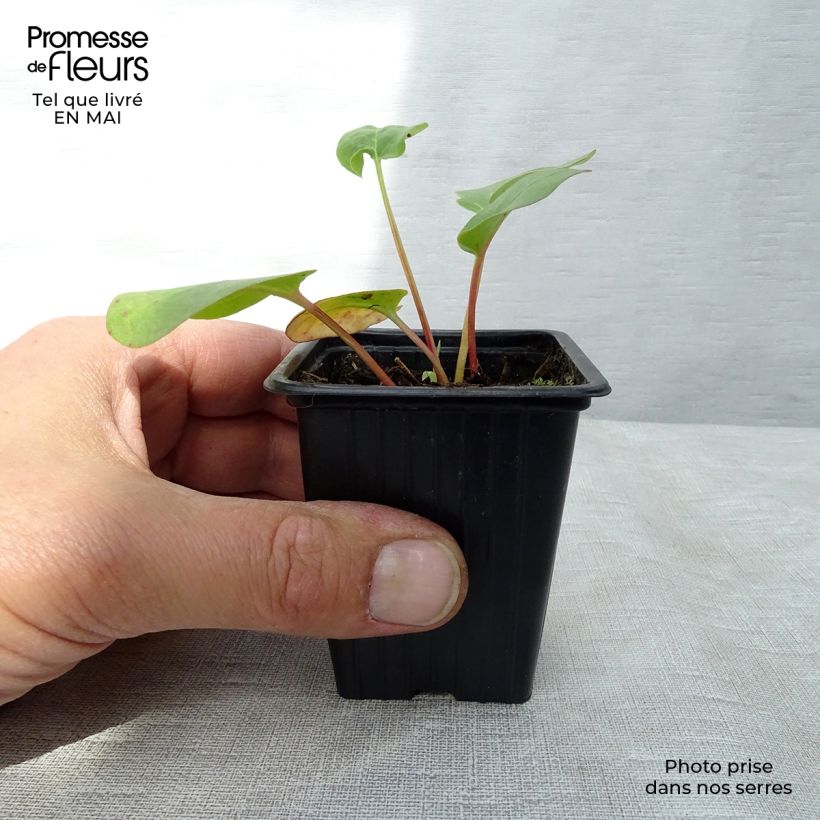 Spécimen de Rhubarbe à côte BIO - Rhubarbe des Jardins Godet de 8/9 cm tel que livré au printemps