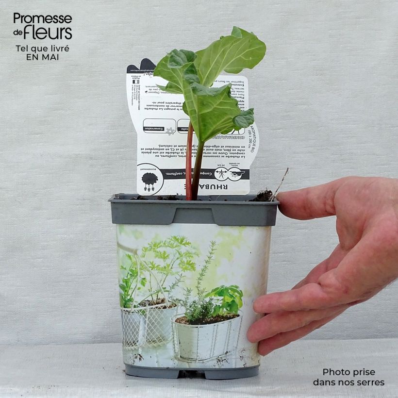 Spécimen de Rhubarbe à côte BIO - Rhubarbe des Jardins Pot de 1L/1,5L tel que livré au printemps