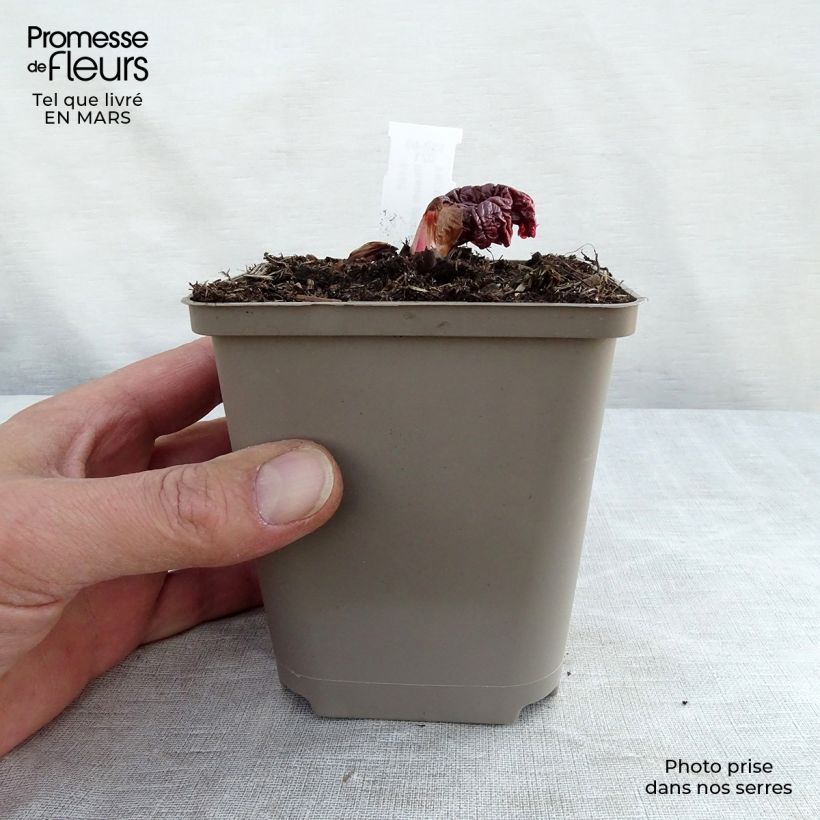 Spécimen de Rhubarbe palmée - Rheum palmatum var. tanguticum Godet de 8/9 cm tel que livré au printemps