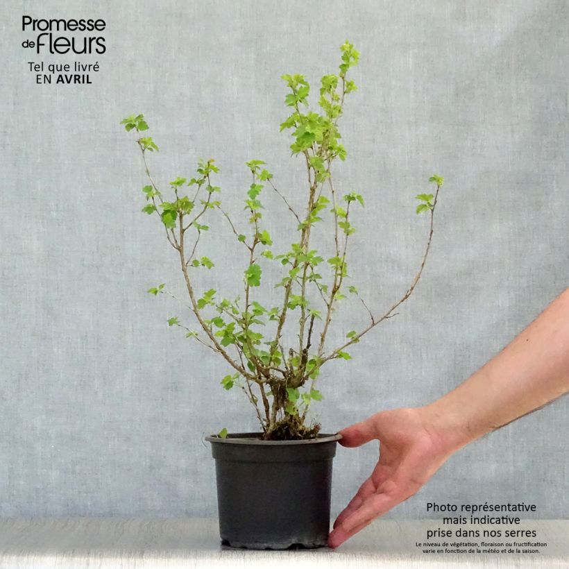 Example of Ribes alpinum - Groseillier des Alpes. Pot de 2L/3L as you get in printemps