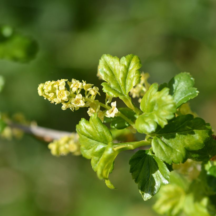 Ribes alpinum - Groseillier des Alpes. (Flowering)