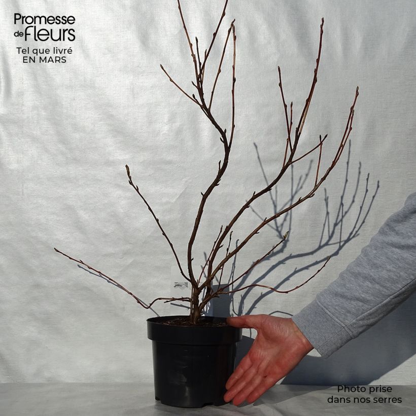 Spécimen de Ribes gordonianum - Groseillier de Gordon Pot de 3L/4L tel que livré au printemps