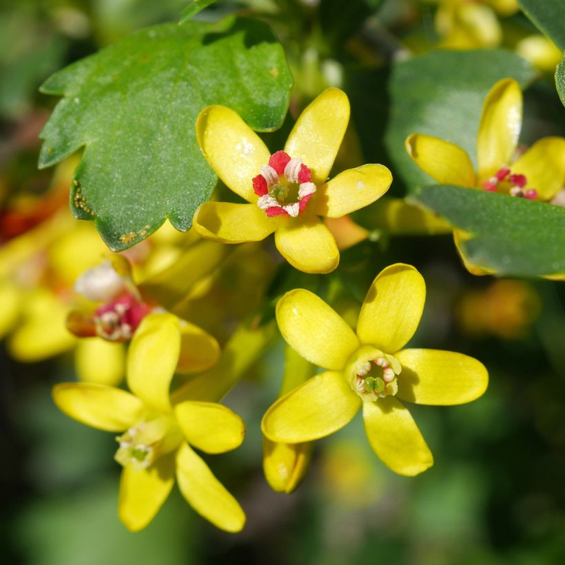 Ribes odoratum - Groseillier doré (Floraison)