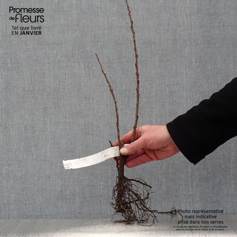 Spécimen de Ribes odoratum - Groseillier doré Racines nues tel que livré en hiver