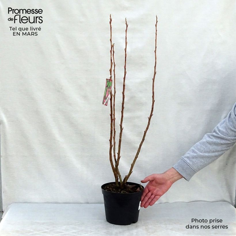 Spécimen de Ribes sanguineum - Cassis-fleur Pot de 3L/4L tel que livré au printemps