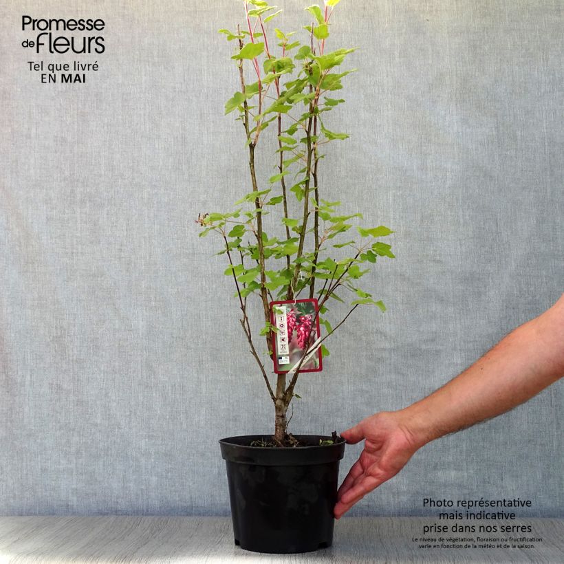 Spécimen de Ribes sanguineum King Edward VII - Groseiller à fleurs  Pot de 3L/4L tel que livré au printemps