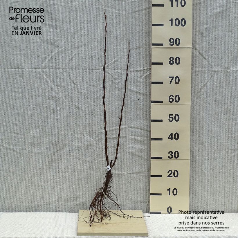 Spécimen de Ribes sanguineum King Edward VII - Groseiller à fleurs  Racines nues tel que livré en hiver