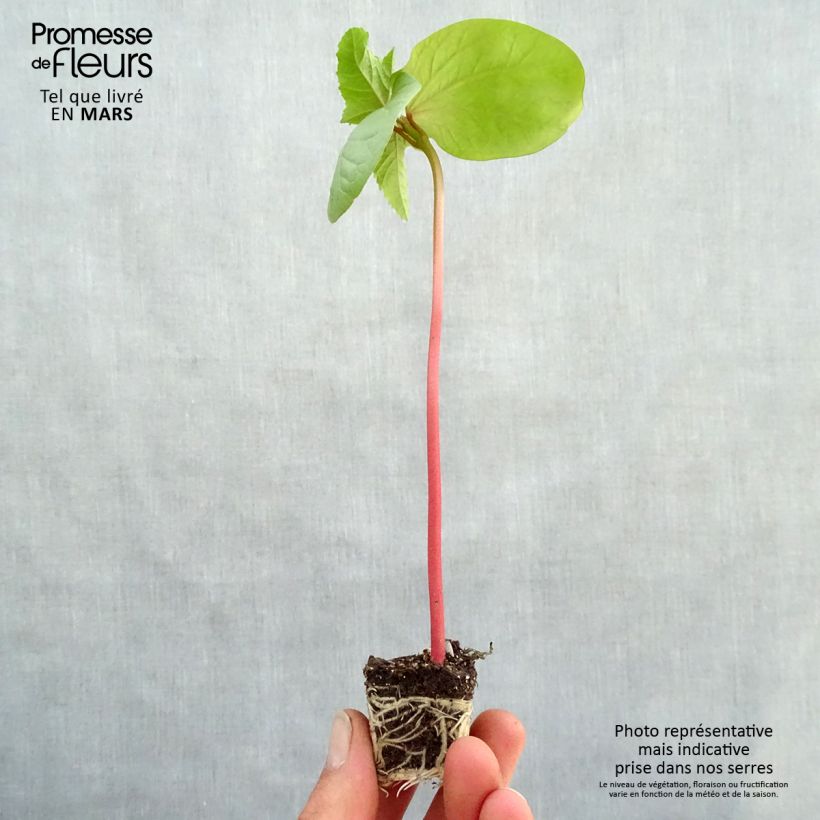 Spécimen de Ricin commun Honolulu - Ricinus communis Mini-motte Ø 3/4 cm, Plant vert de 5 à 10 cm de haut tel que livré au printemps