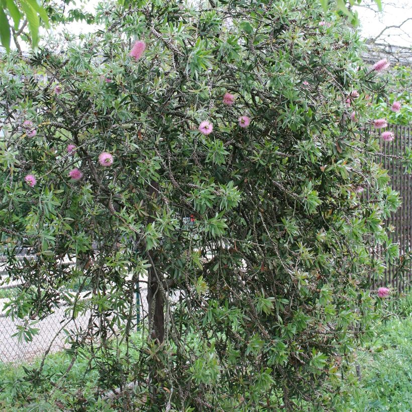 Callistemon violaceus - Rince-bouteille (Port)