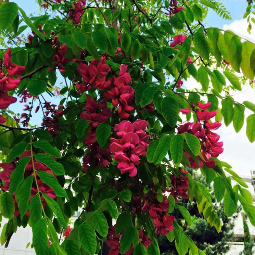 Robinia pseudoacacia Casque Rouge - Robinier faux acacia  (Flowering)