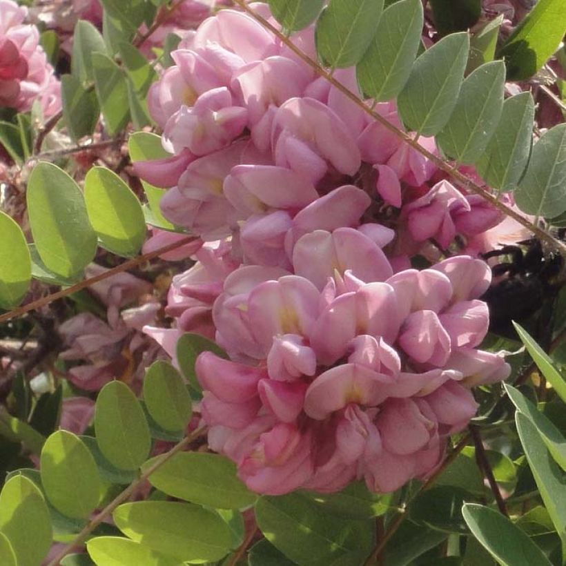 Robinia hispida Rosea - Acacia rose. (Flowering)