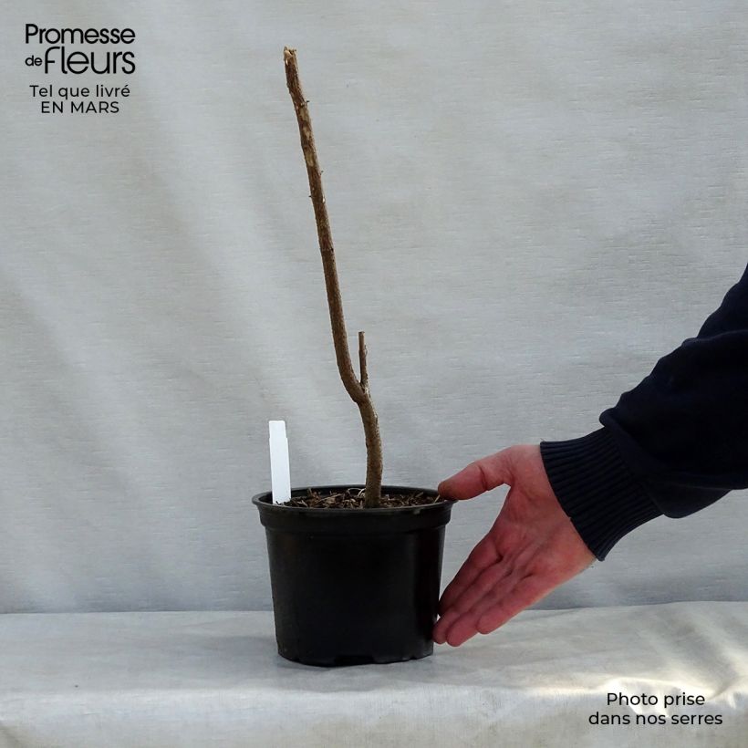 Spécimen de Robinia pseudoacacia - Faux-acacia Pot de 2L/3L tel que livré au printemps